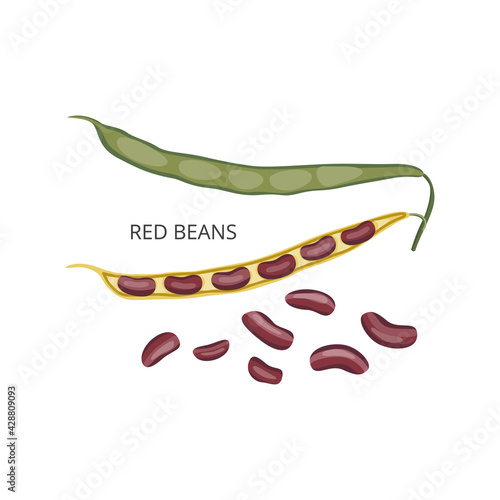 Red beans or kidney beans in pods and without, flat vector illustration isolated.