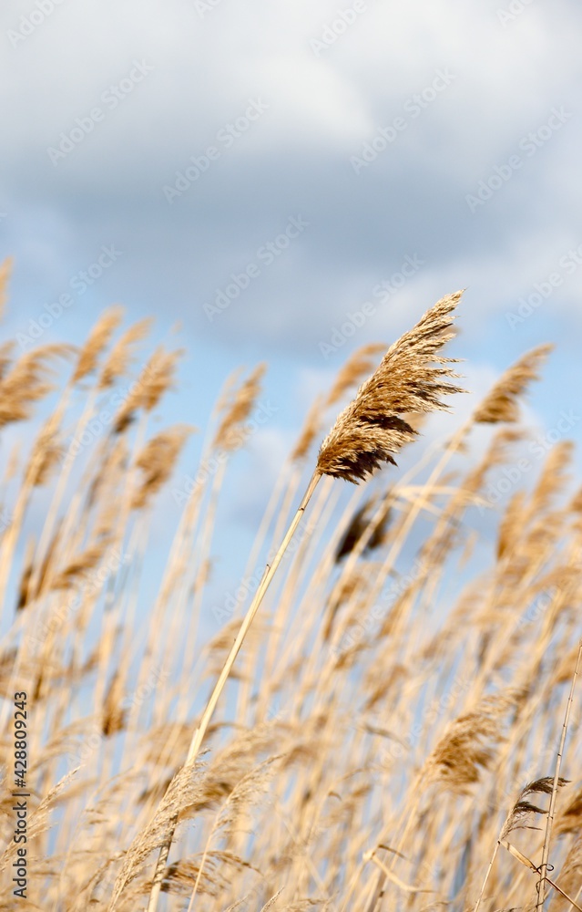 Obraz premium Dry reed on the lake, reed layer, reed seeds. Golden reed grass, pampas grass. Abstract natural background. Beautiful pattern with neutral colors. Minimal, stylish, trend concept