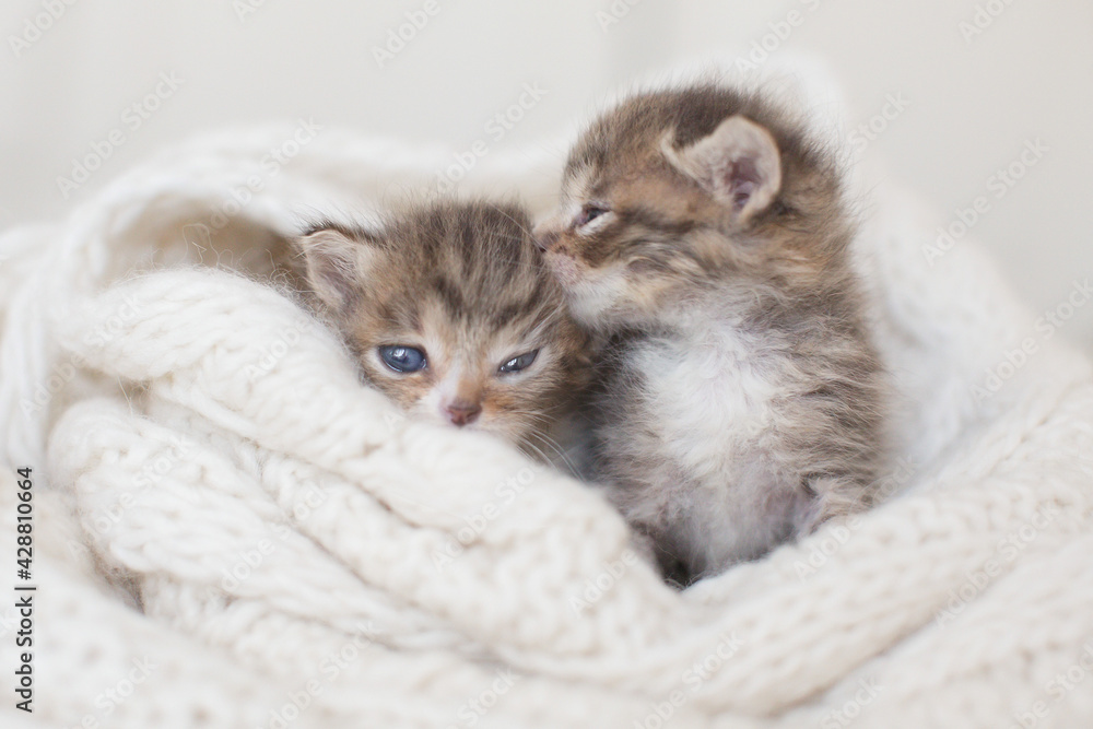 Two brown white furry fluffy kittens with blue eyes together sitting on the ivory background looking camera Two brown white furry fluffy kittens with blue eyes together sitting on the ivory background looking camera