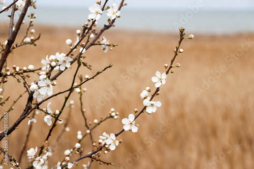 Blooming tree with white flowers. Spring flowers background © Lesya
