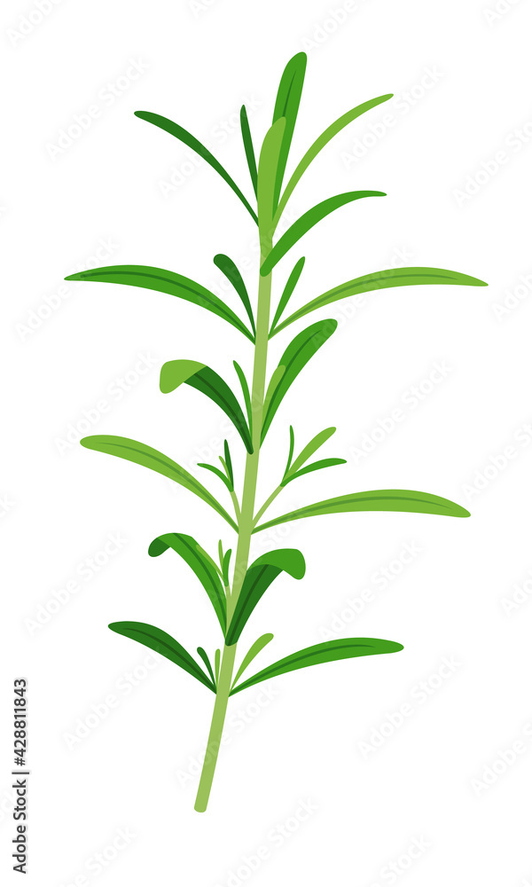 Obraz premium Vector rosemary sprigs icon in flat style isolated on white background.