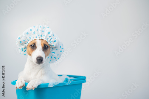 Funny friendly dog jack russell terrier takes a bath with foam in a shower cap on a white background. Copy space