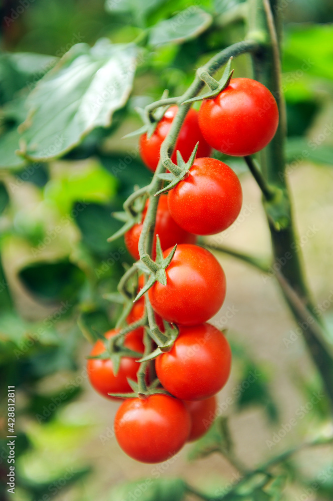 cultivation of real Pachino tomatoes IGP in Sicily in the Portopalo di Capo Passero area near Pachino