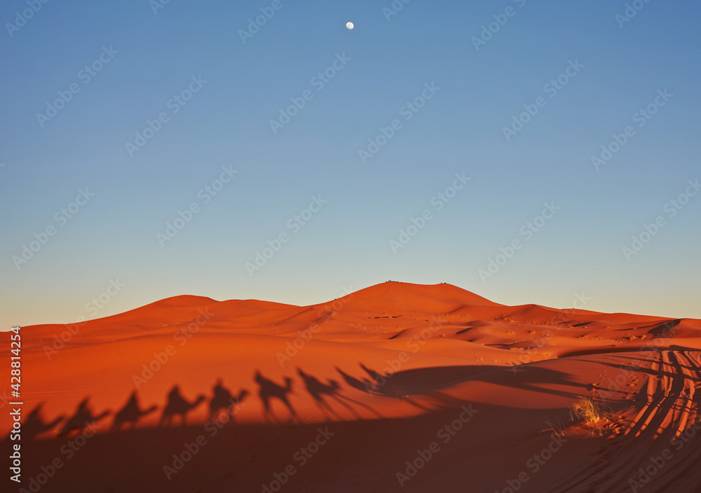 Shadows of camels in Sahara desert Merzouga