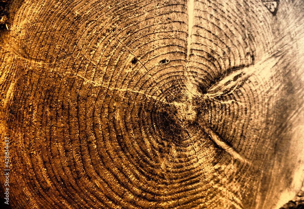 Fototapeta premium Tree rings old weathered wood texture with the cross section of a cut log