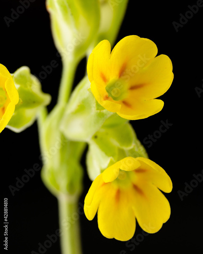 Yellow flower of cowslip Primula veris plant macro detail shot background