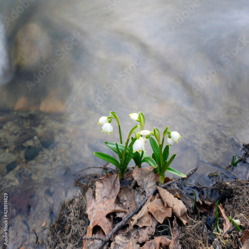 river and snowdrops.