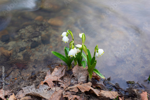 river and snowdrops.