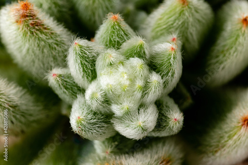 Echeveria Setosa Rosette green succulent house plant macro deatail with fluffy leaves photo