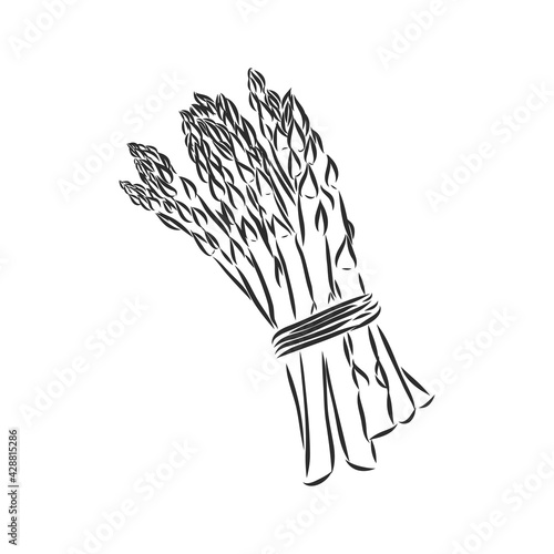 Asparagus cartoon vector asparagus, vector sketch on a white background