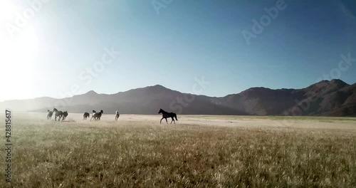 The amazing sight of wild horses running through the golden grass fields of southern Namibia