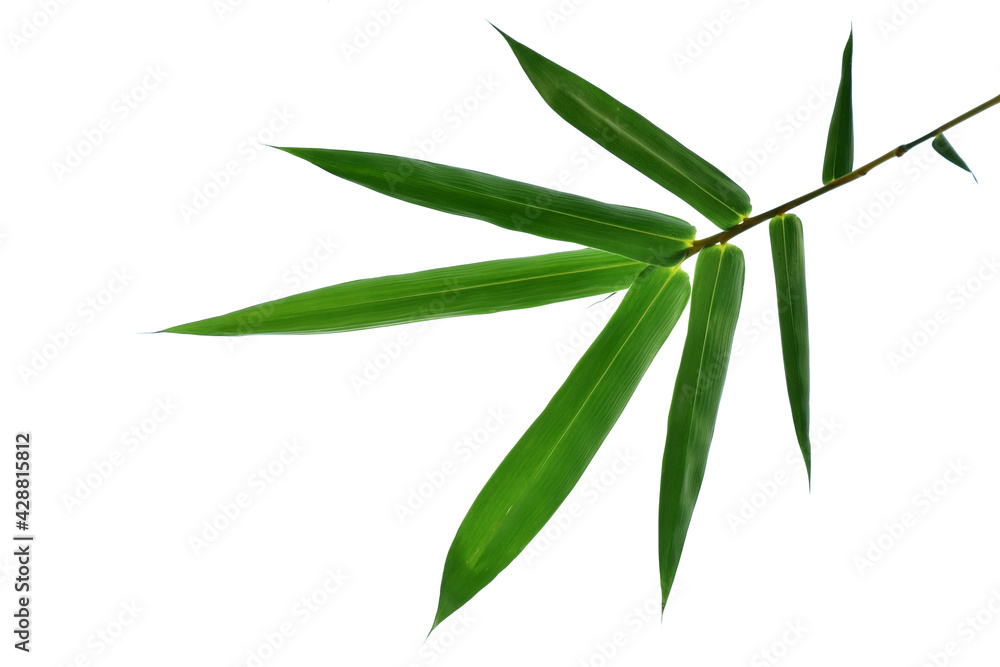 Obraz premium Branches of bammboo isolated on wnite