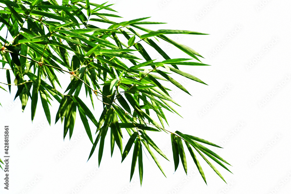 Branches of bammboo isolated on wnite Branches of bammboo isolated on wnite
