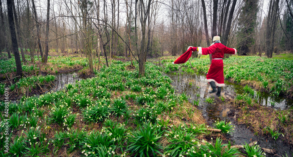 Fototapeta premium Santa Claus and snowdrops