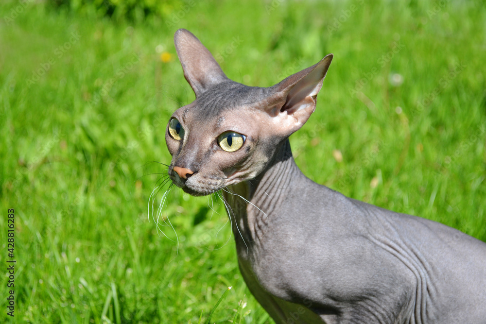 A naked sphinx with huge green eyes looks away with interest or tension. Funny bald kitten sitting in the green grass, a pet on a walk.
