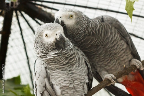 African parrots gray kiss pair. wildlife sweet.