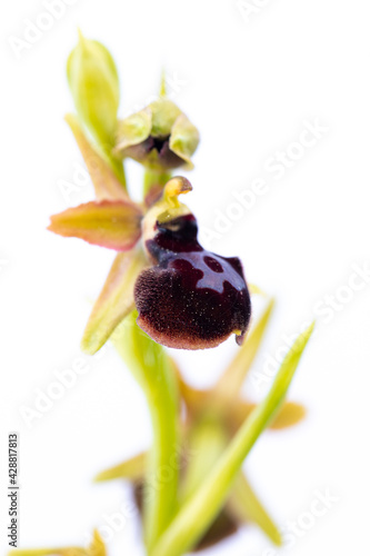 Orquídea abejera de la Pasión (ophrys passionis) sobre fondo blanco photo