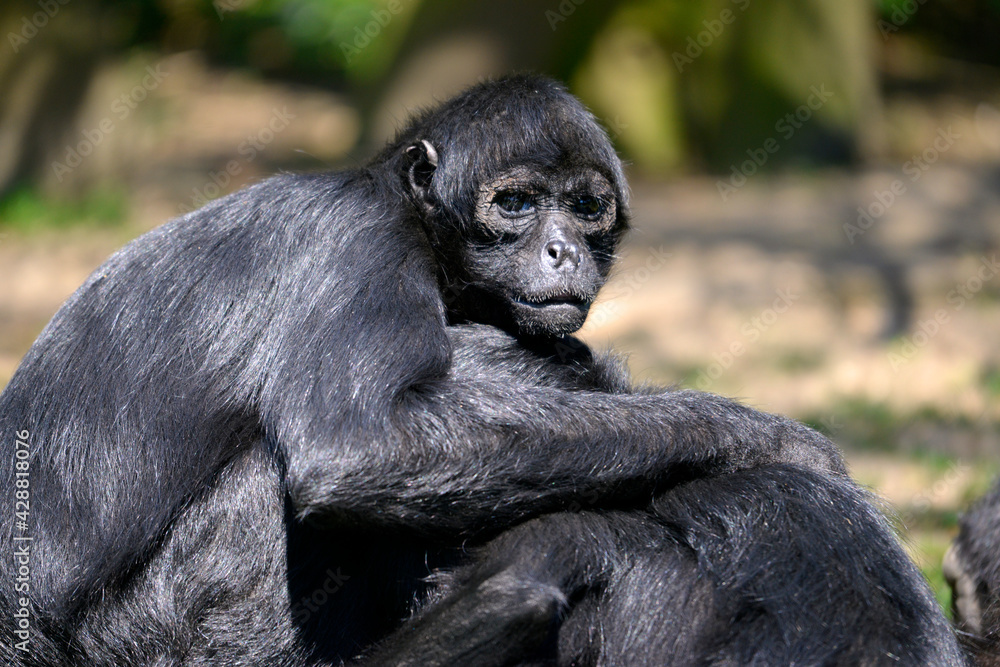 Obraz premium Closeup black-headed spider monkey (Ateles fusciceps) seated 