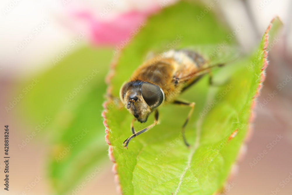 Macro close-up of the face of a common drone fly (eristalis tenax), a type of hover fly that imitates a honey bee. They are important pollinators. Macro close-up of the face of a common drone fly (eristalis tenax), a type of hover fly that imitates a honey bee. They are important pollinators.