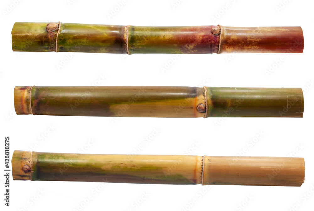 Single object of Sugar cane isolated on white background Single object of Sugar cane isolated on white background