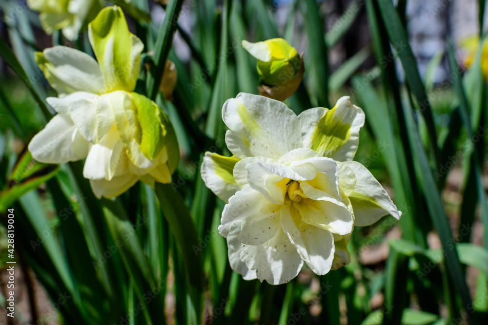 One delicate white and vidid yellow daffodil flower in full bloom with blurred green grass, in a sunny spring garden, beautiful outdoor floral background photographed with selective focus. One delicate white and vidid yellow daffodil flower in full bloom with blurred green grass, in a sunny spring garden, beautiful outdoor floral background photographed with selective focus.