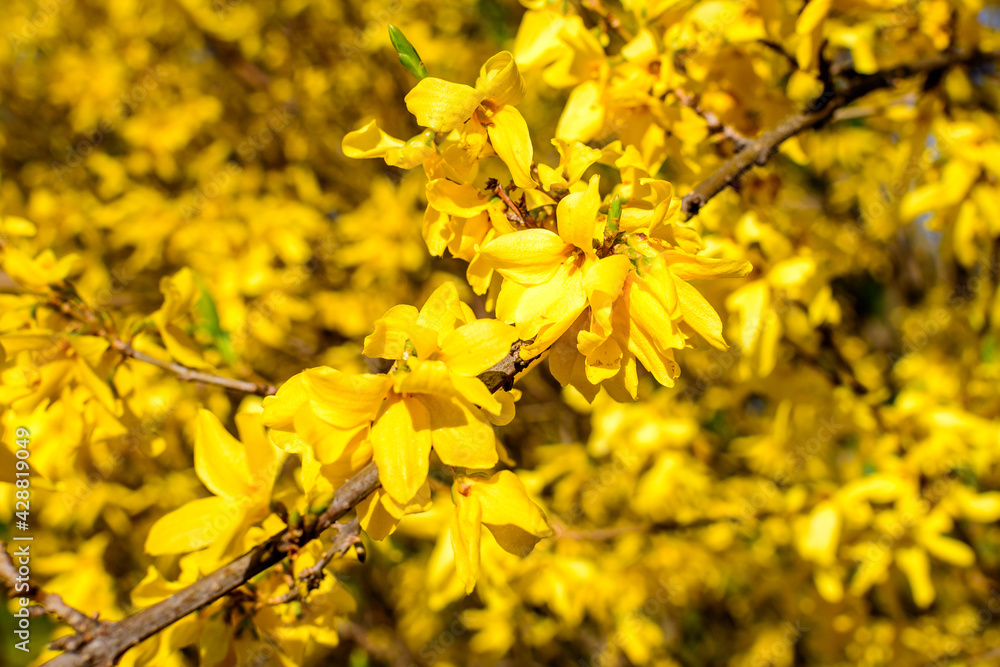 Close up of branches of a large bush of yellow flowers of Forsythia plant known as Easter tree, towards clear blue sky in a garden in a sunny spring day, floral background photographed with soft focus Close up of branches of a large bush of yellow flowers of Forsythia plant known as Easter tree, towards clear blue sky in a garden in a sunny spring day, floral background photographed with soft focus