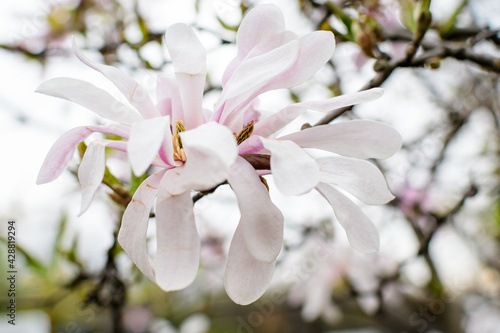 Close up of one delicate white magnolia flower in full bloom on a branch in a garden in a sunny spring day  beautiful outdoor floral background.