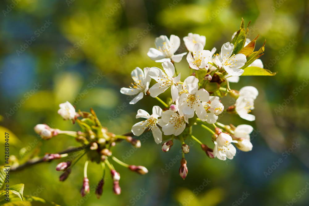Blooming cherry branch on a sunny day. Blooming cherry branch on a sunny day.
