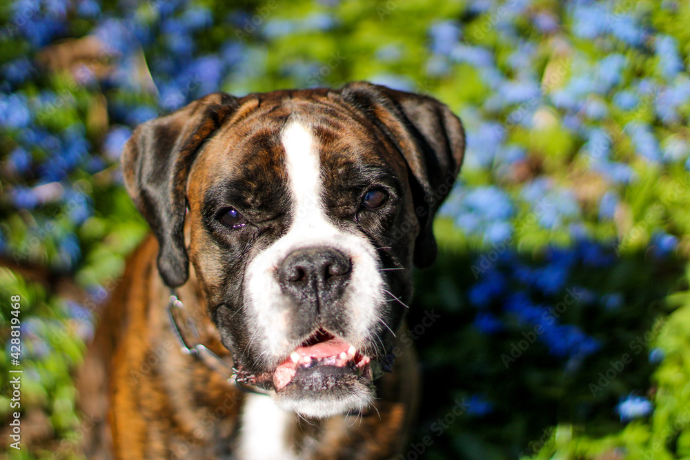 Beautiful purebred brindle boxer dog is lying in blue snowdrops