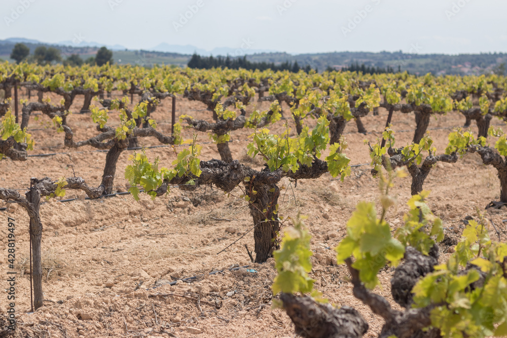Wide field of vineyard for grape picking Wide field of vineyard for grape picking