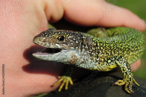 European green lizard Lacerta Viridis in human hands. Head of lizard with open mouth and brown eye looking into camera