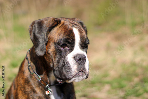Beautiful purebred brindle boxer dog's portrait  © Liza