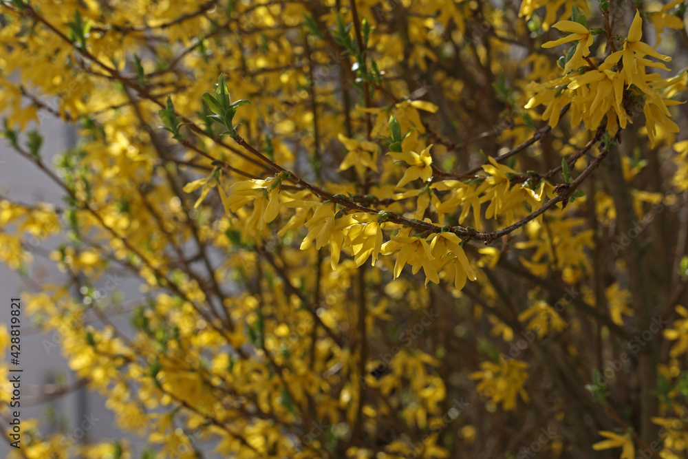 Blooming yellow Forsythia flowers in spring. Close up. Blooming yellow Forsythia flowers in spring. Close up.