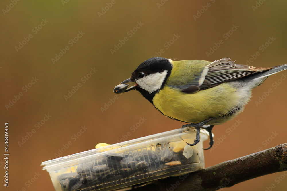 Naklejka premium A chickadee with a seed in its beak sits on a feeder, on a blurry brown background....
