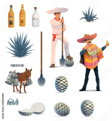 Agave tequila production vector design with cartoon blue agava cactus, tequila alcohol drink bottles and Mexican man with sombrero. Farmer jimador, donkey, agave pinas and coa machete knives