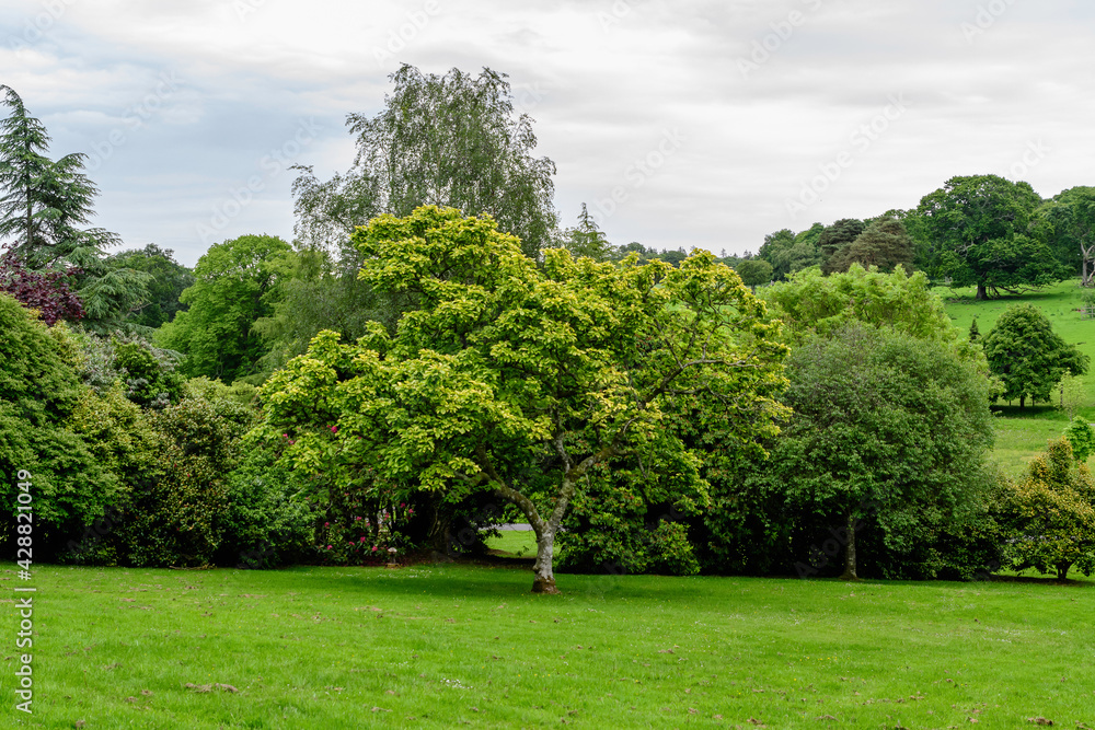 Minimalist monochrome green background with wild azalea or Rhododendron plant an old green trees and leaves in a park in a summer day in Scotland, United Kingdom. Minimalist monochrome green background with wild azalea or Rhododendron plant an old green trees and leaves in a park in a summer day in Scotland, United Kingdom.