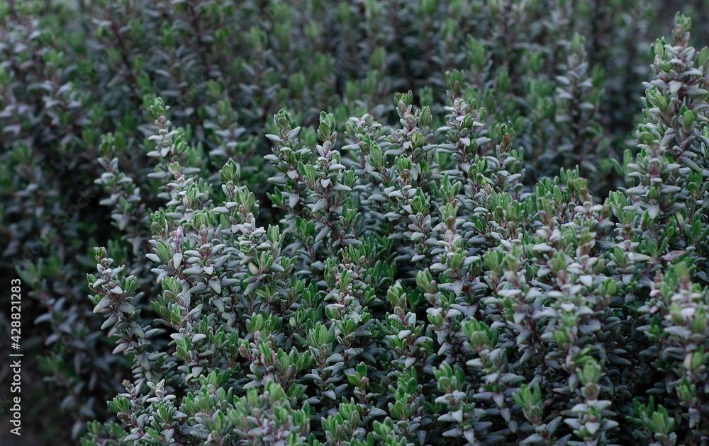 Green plant for background, Green Leaves form natural. Fresh raw leaves from garden. Green plant for background, Green Leaves form natural. Fresh raw leaves from garden.