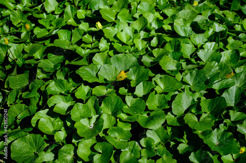 Wallpaper Mural Many delicate fresh green leaves of Ranunculus repens plant commonly known as the creeping buttercup, creeping crowfoot or sitfast, in a forest in a sunny spring day, floral background Torontodigital.ca