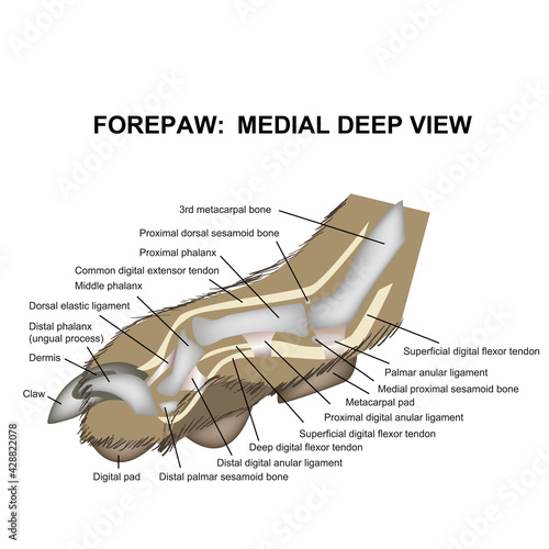 dog paw side view dog anatomy veterinary medicine vector illustration teaching materials