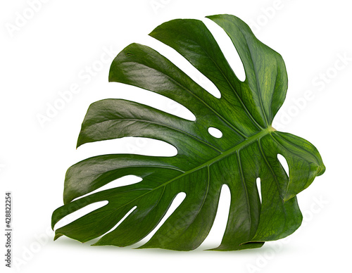 Tropical leaf Monstera