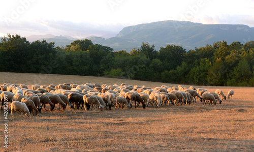 Flock of sheep in Campania in the hills of Eboli  where dairy and sheep products are very valuable. photo