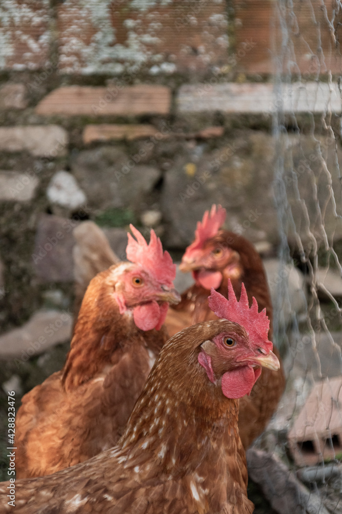 Naklejka premium Tres gallinas en un gallinero mirando a cámara