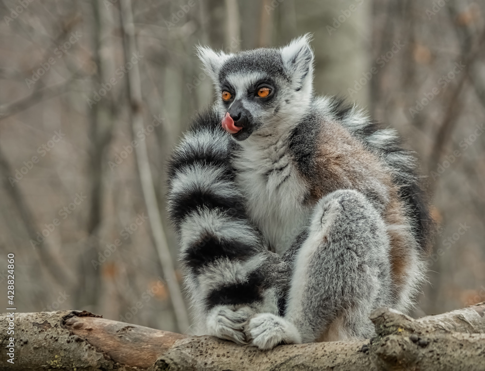 Obraz premium Katta leckt sich das Maul