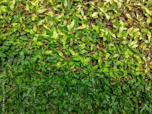 green leaves background © Afi