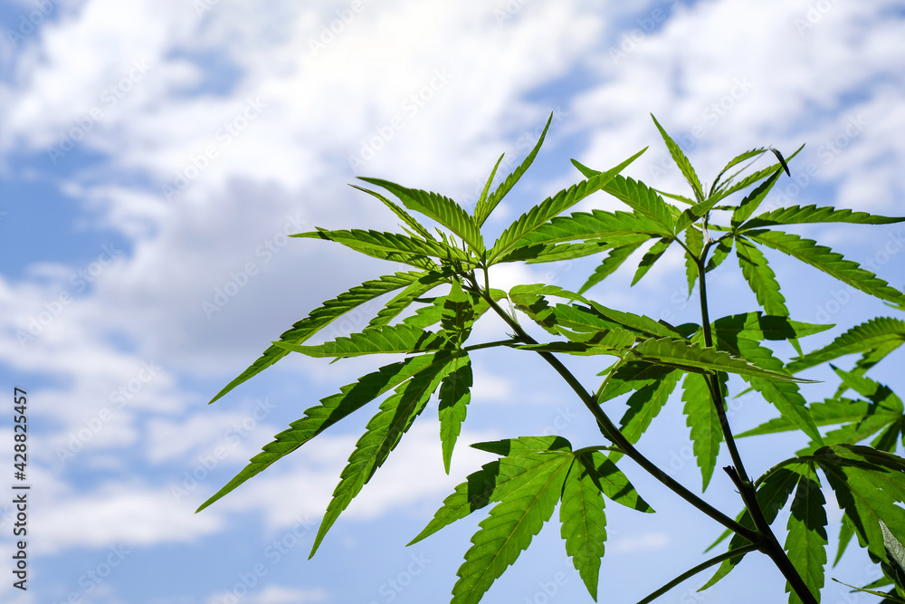 Marijuana in bright sky background Marijuana in bright sky background