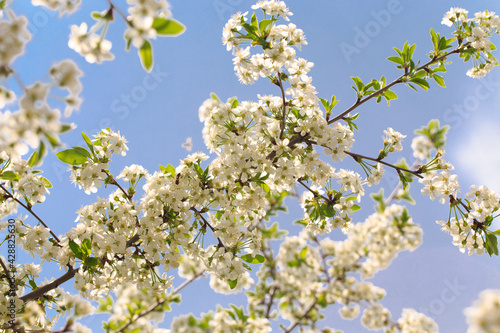 Flowering cherry against a blue sky. Cherry blossoms. Spring background.