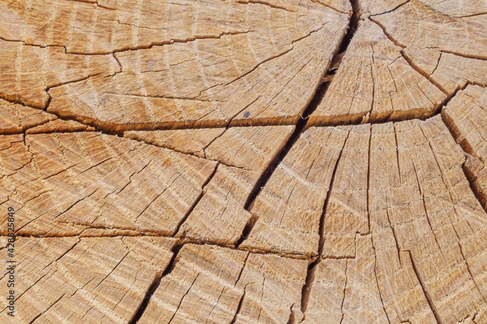 Fototapeta premium Wooden rough timber old aged. board material.