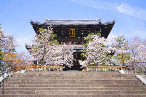 Cherry blossoms at Konkaikomyo-ji Temple, Kyoto Pref. Japan photo