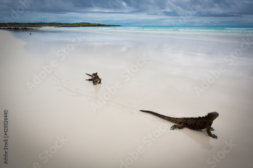 Iguanas walking on a sandy beach in Galapagos Islands