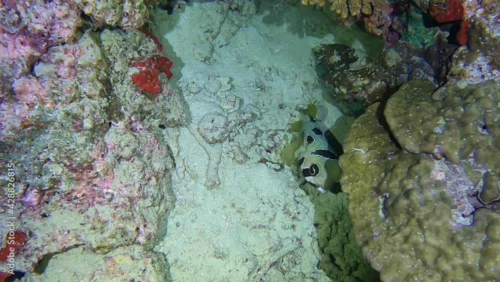 Puffer fish taking a cover from the lights Puffer fish taking a cover from the lights